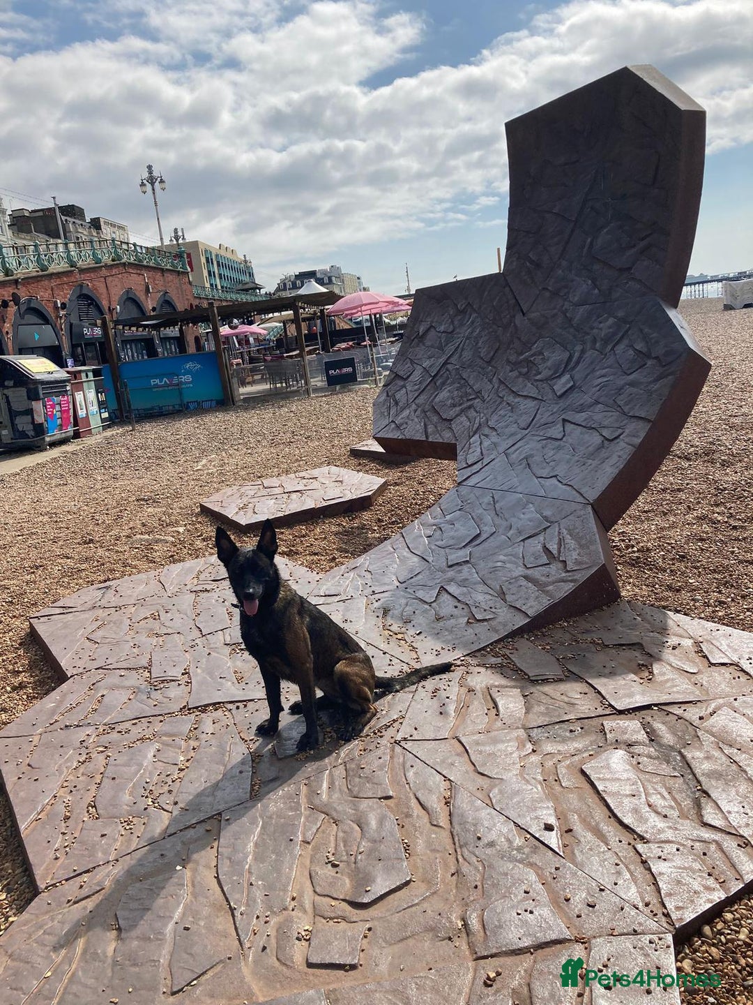 Belgian Shepherd Dog dogs for sale: Maggie 3-year-old Belgian Malinois. - Advert 5