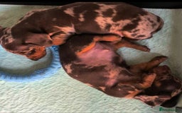 Miniature Dachshund dogs for sale: Chocolate Daple Miniature Boys  - Image 5