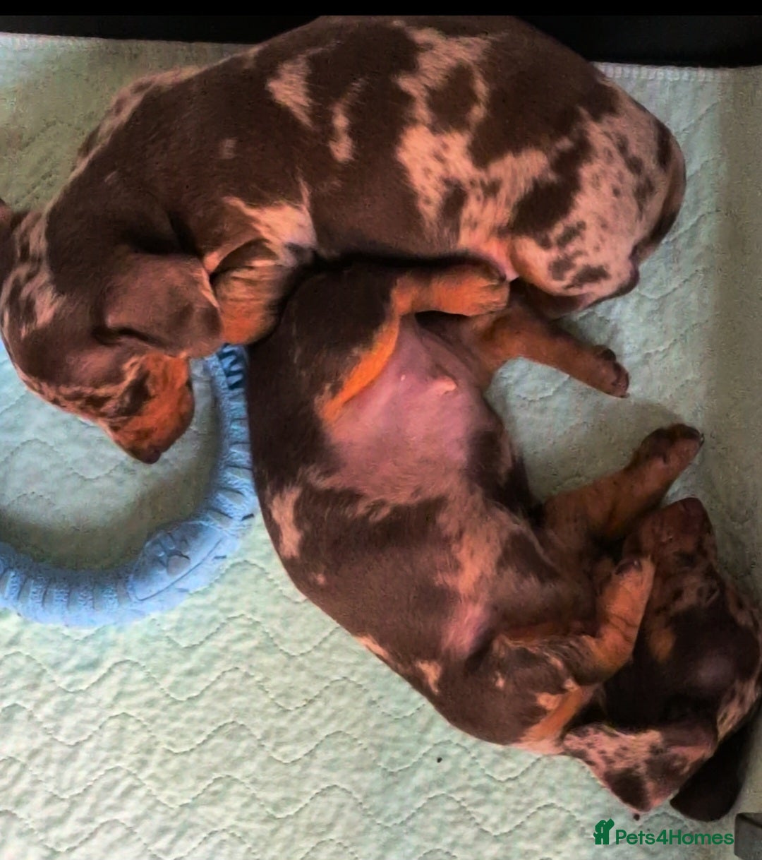 Miniature Dachshund dogs for sale: Chocolate Daple Miniature Boys  - Image 5