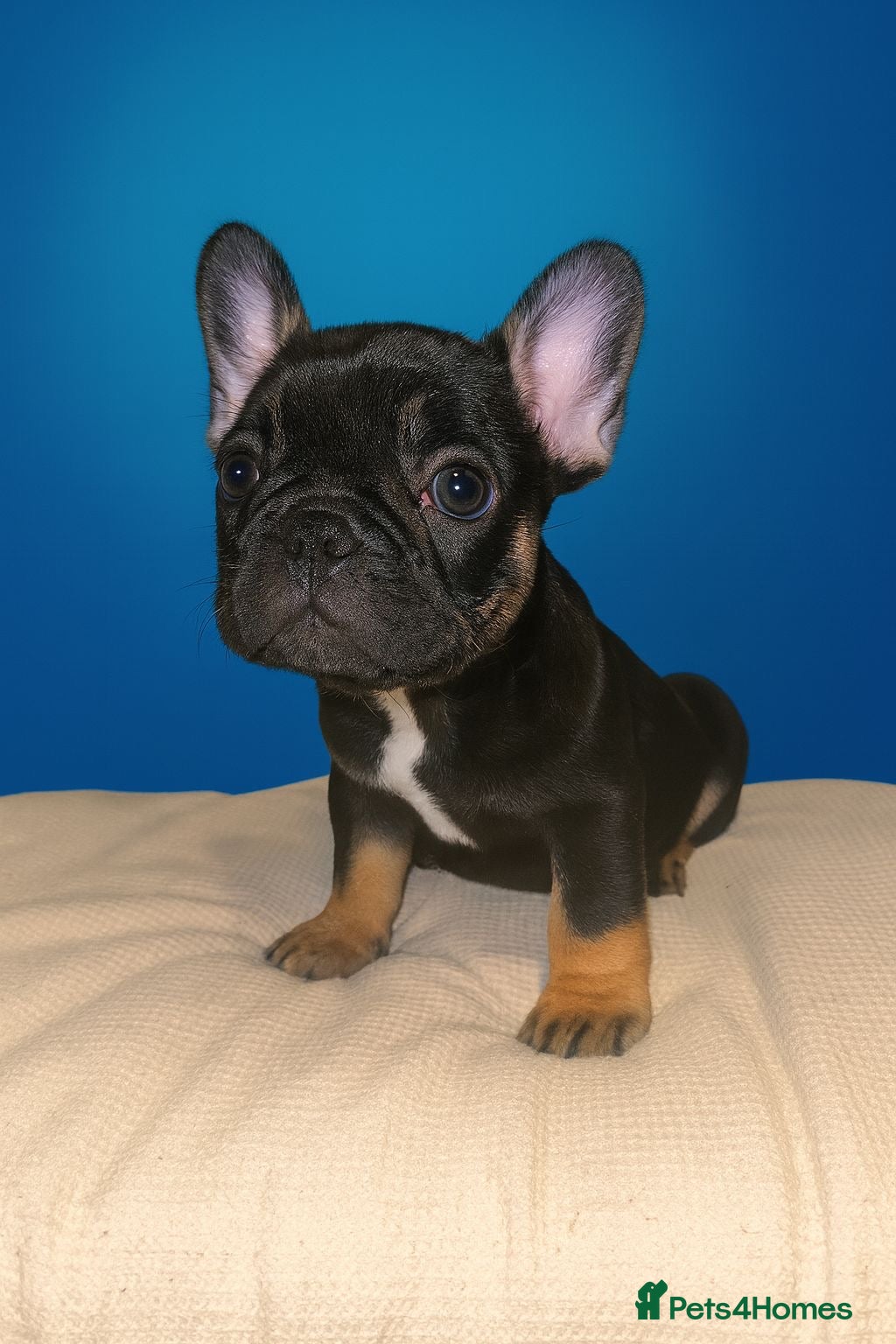 French Bulldog dogs 1 of the cutest French bulldog girls ❤️ - Advert 15