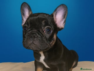 French Bulldog dogs 1 of the cutest French bulldog girls ❤️ - Advert 4