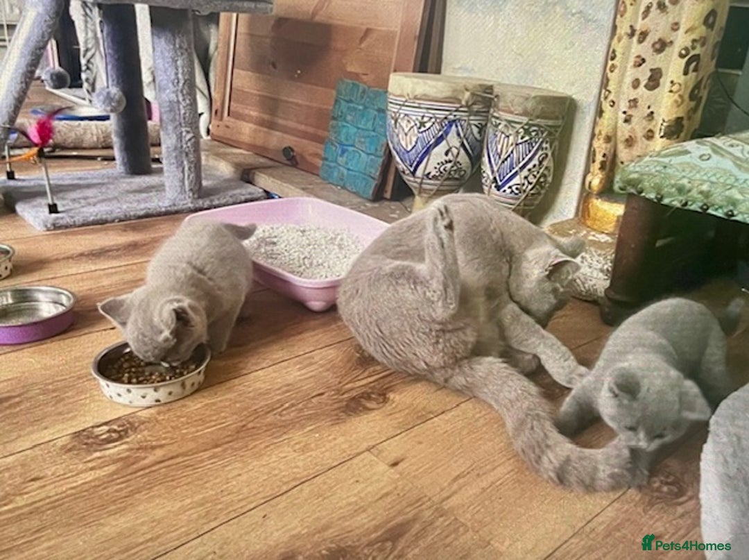British Shorthair cats for sale: Two cuddly blue boys from loving family home - Image 6
