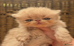 Exotic cats for sale: 🏆Champion sired exotic and Persian kittens 😸 ♥️  - Image 9