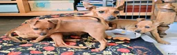 Miniature Pinscher dogs for sale: Lovely red boy ready for loving home in Edinburgh - Advert 3