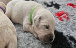 Golden Retriever dogs for sale: Golden Retriever Puppies - you will Fall in love  - Image 16