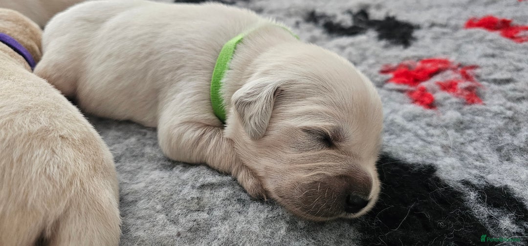 Golden Retriever dogs for sale: Golden Retriever Puppies - you will Fall in love  - Image 16