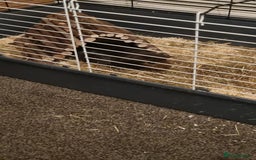 Guinea Pig rodents for sale: 2 male Guinea pigs - Image 2