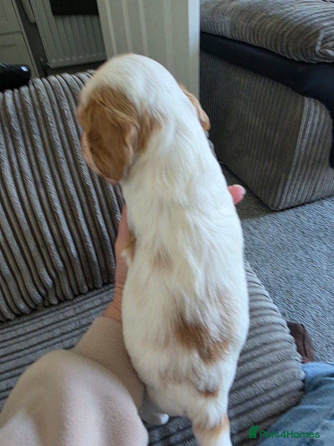 Sprocker dogs for sale: Beautiful sprocker puppies - Image 3