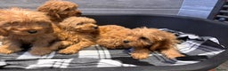 Cockapoo dogs for sale: Beautiful gold Cockapoo puppies - Advert 7