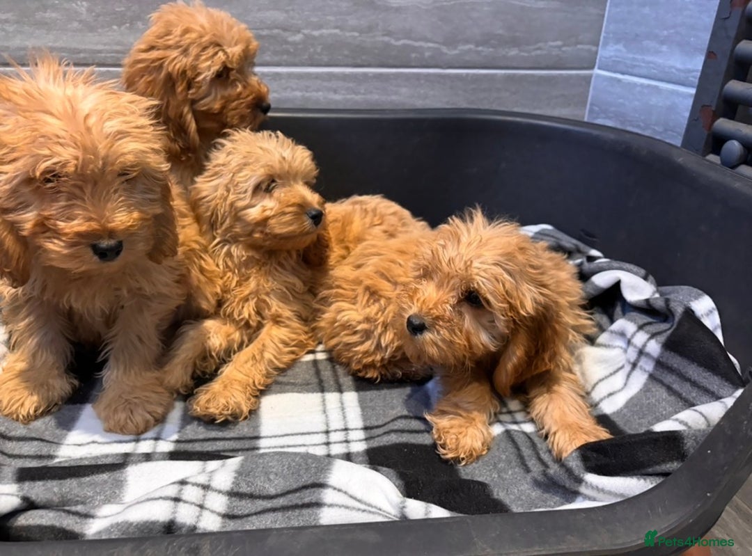 Cockapoo dogs for sale: Beautiful gold Cockapoo puppies - Advert 7