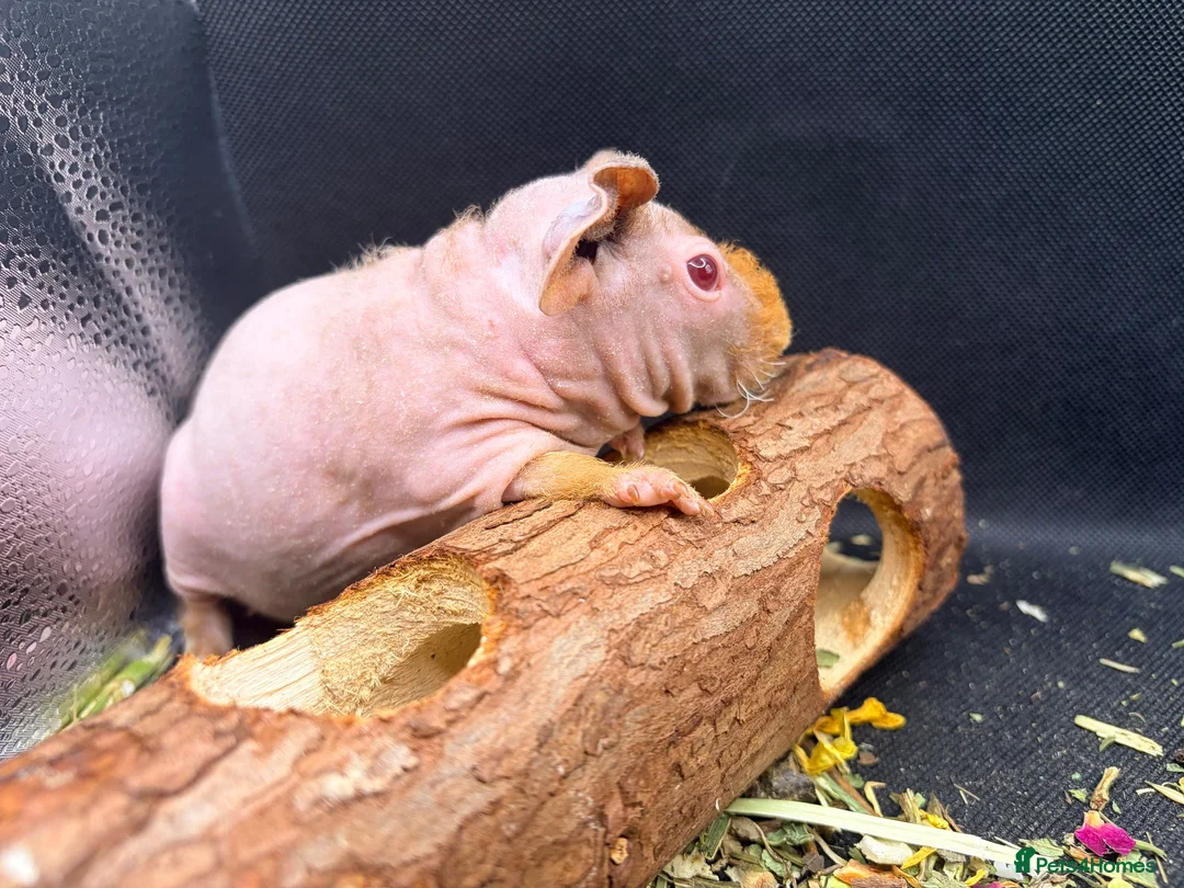 Guinea Pig rodents for sale: Pair of Girl Skinny Pigs - Advert 2