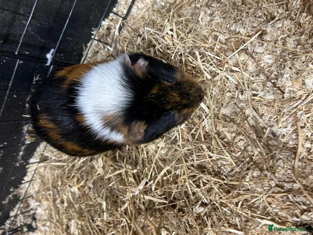 Guinea Pig rodents for sale: Free to good home pair of acquainted males in Droitwich - Advert 5