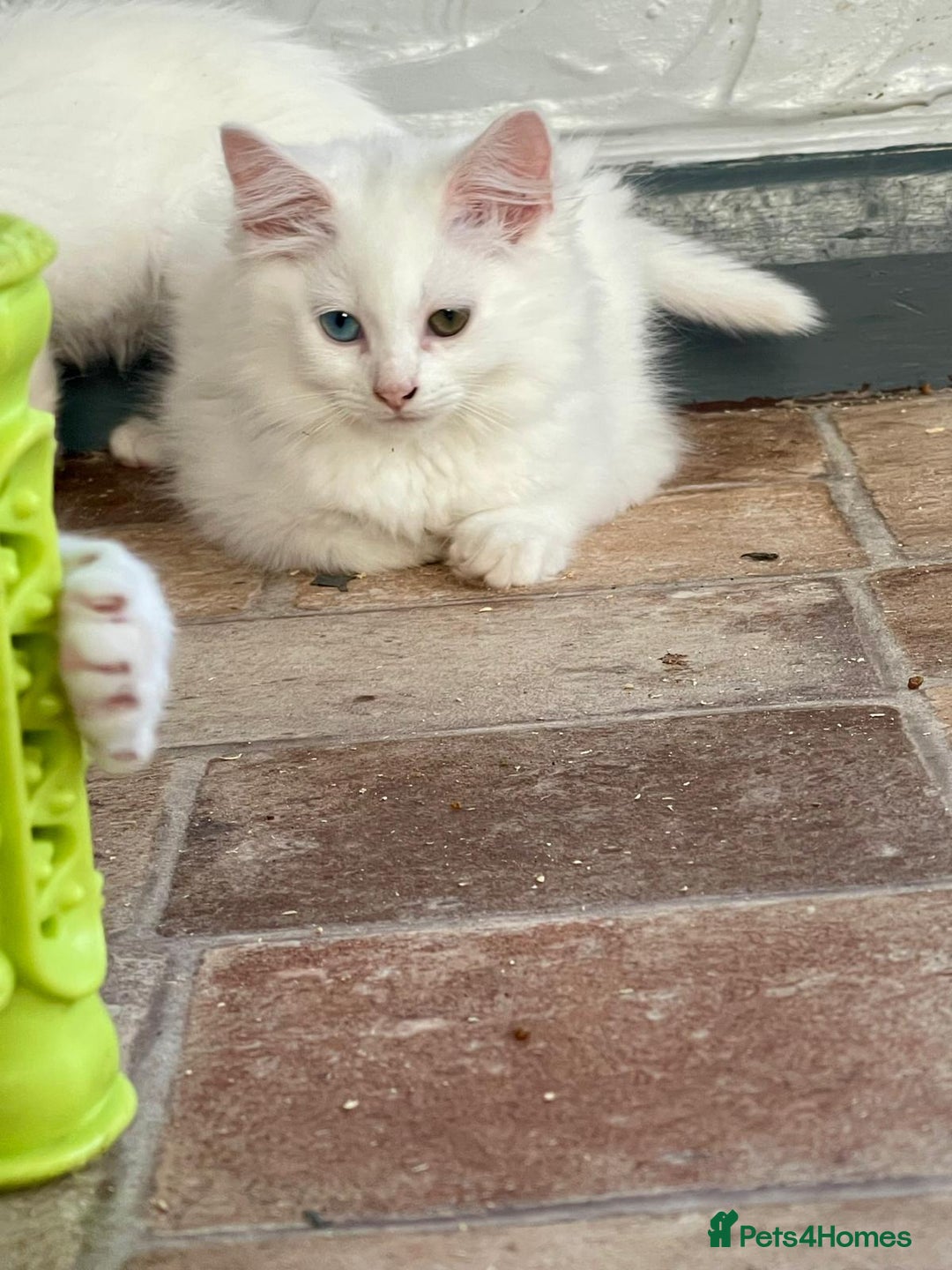 Khao Manee cats for sale: Stunning litter heterochromia kittens  - Image 4