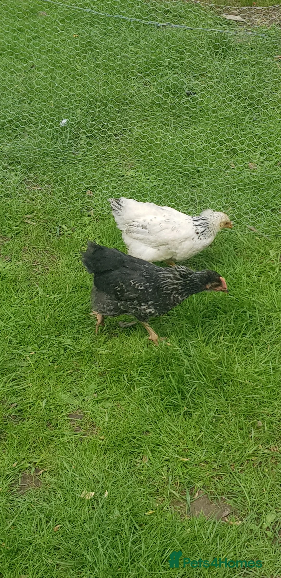 Chickens poultry for sale: Chickens in Doncaster - Advert 2