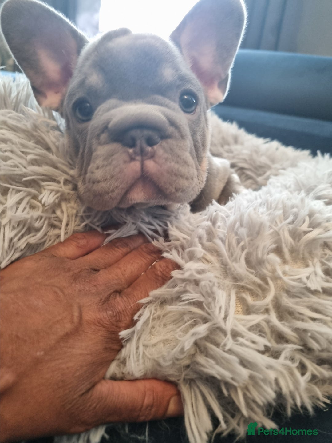 French Bulldog dogs for sale: beautiful frenchies - Image 3