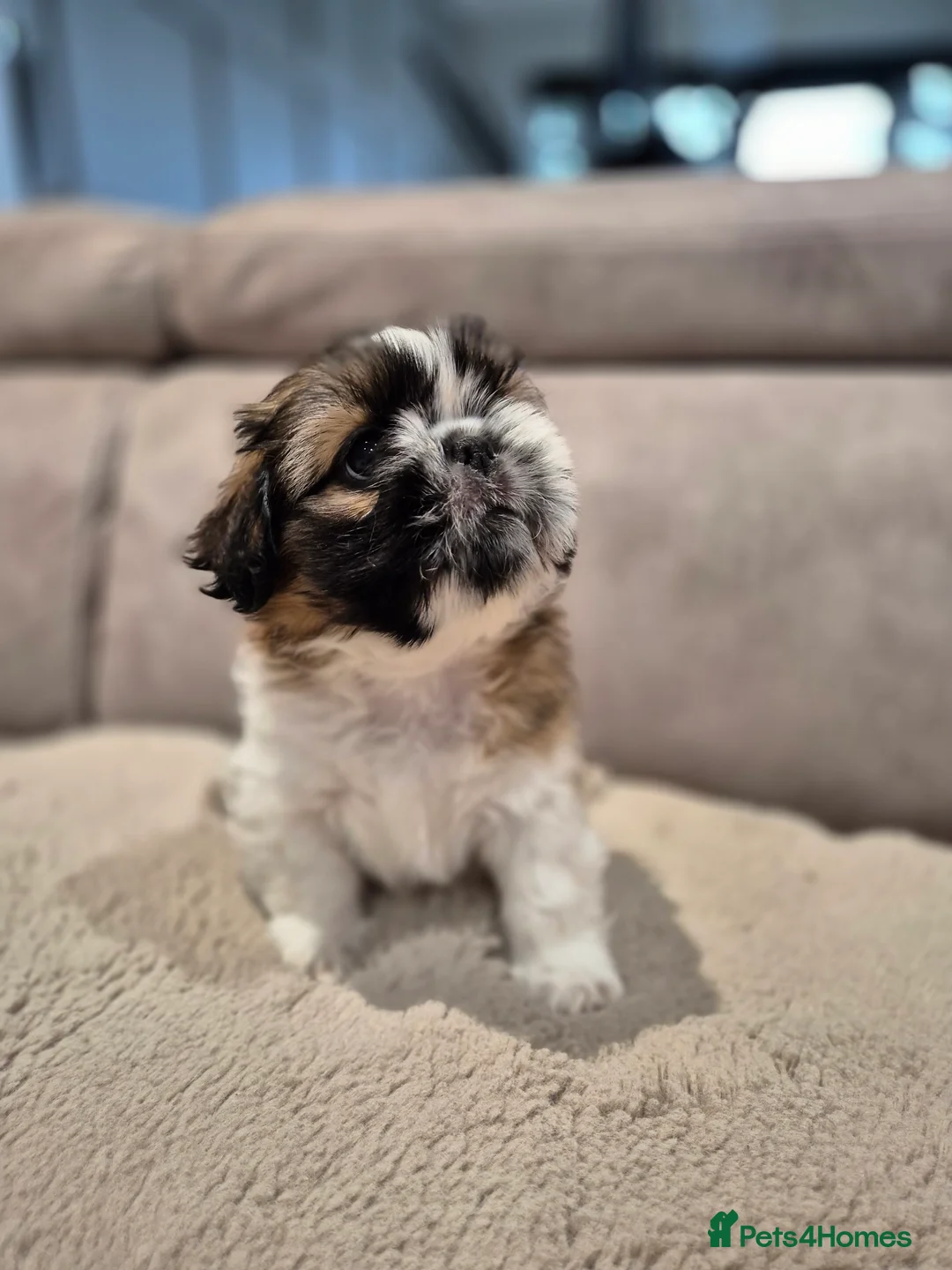 Shih Tzu dogs for sale: KC Registered Shih Tzu Puppies - Home Raised - Advert 18