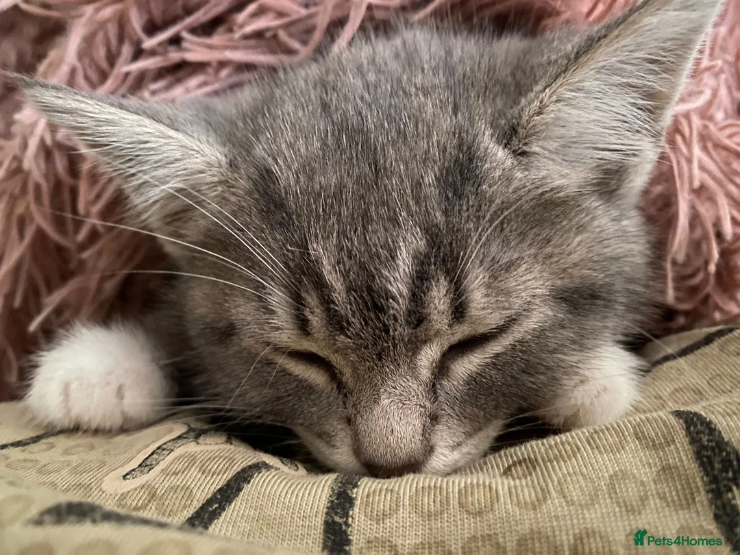 Mixed Breed cats for sale: Little ones looking for their forever home - Advert 1