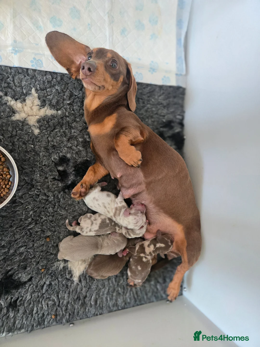 Miniature Dachshund dogs for sale: ❤️Miniature dachshund puppies❤️ - Advert 2