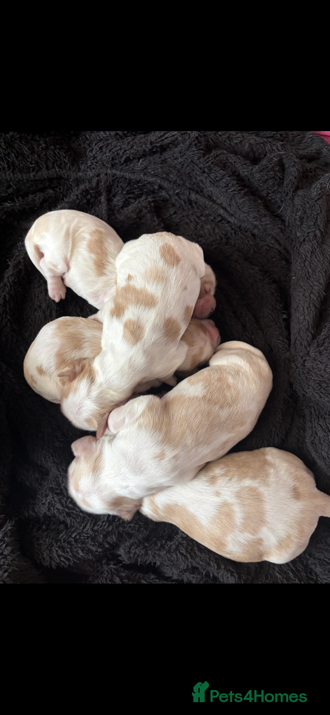 Cocker Spaniel dogs for sale: Show Cocker Spaniel Puppies  - Image 3