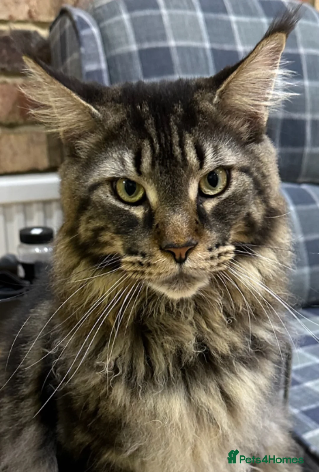 Maine Coon cats for sale: Pure Maine Coon 2 years old boy  - Advert 2