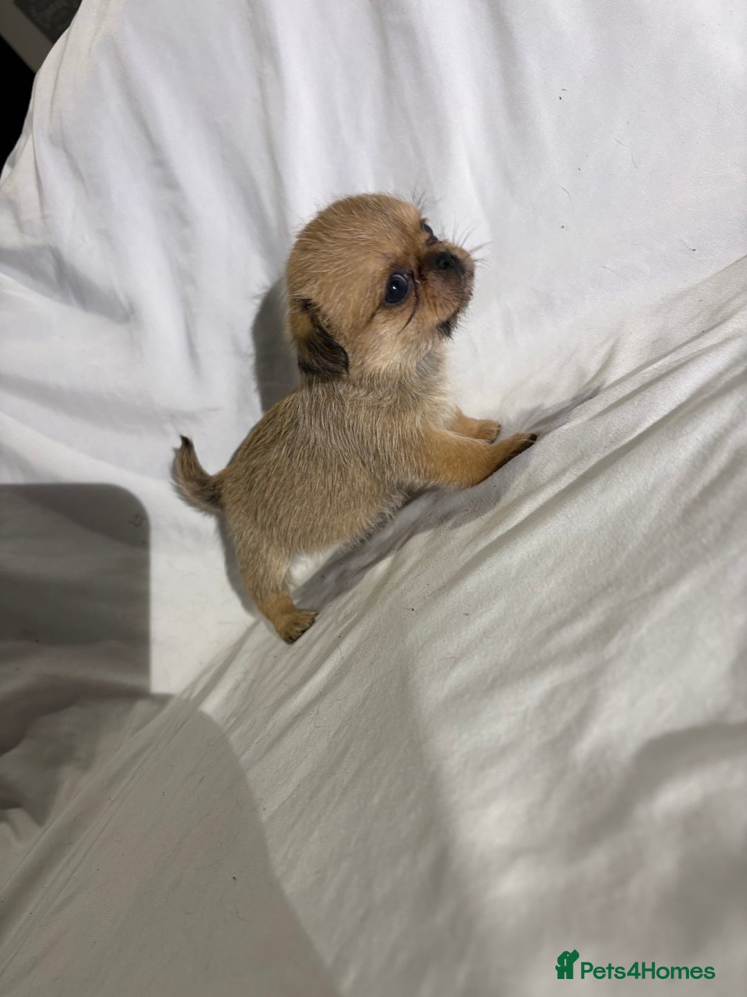 Griffon Bruxellois dogs for sale: Brussels griffons  - Advert 20