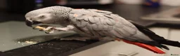 Parrots birds for sale: Beautiful African grey looking for loving home  in Tipton - Advert 6