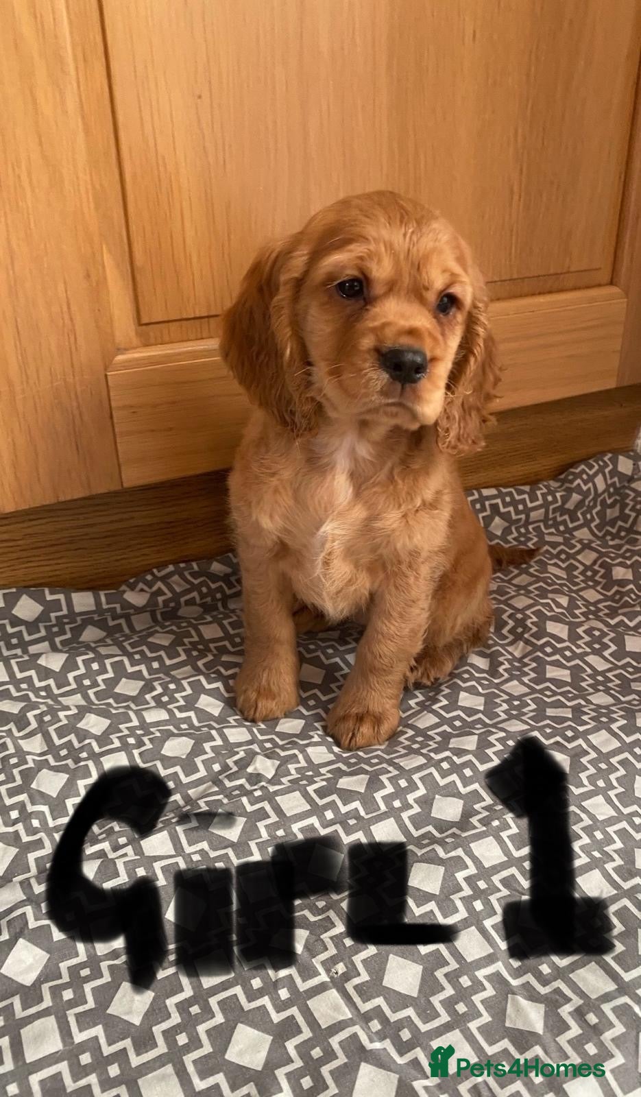 Cavapoo dogs F1 Cavapoo girls only 🦴🐾🌸🌸🌸🌸 - Advert 2