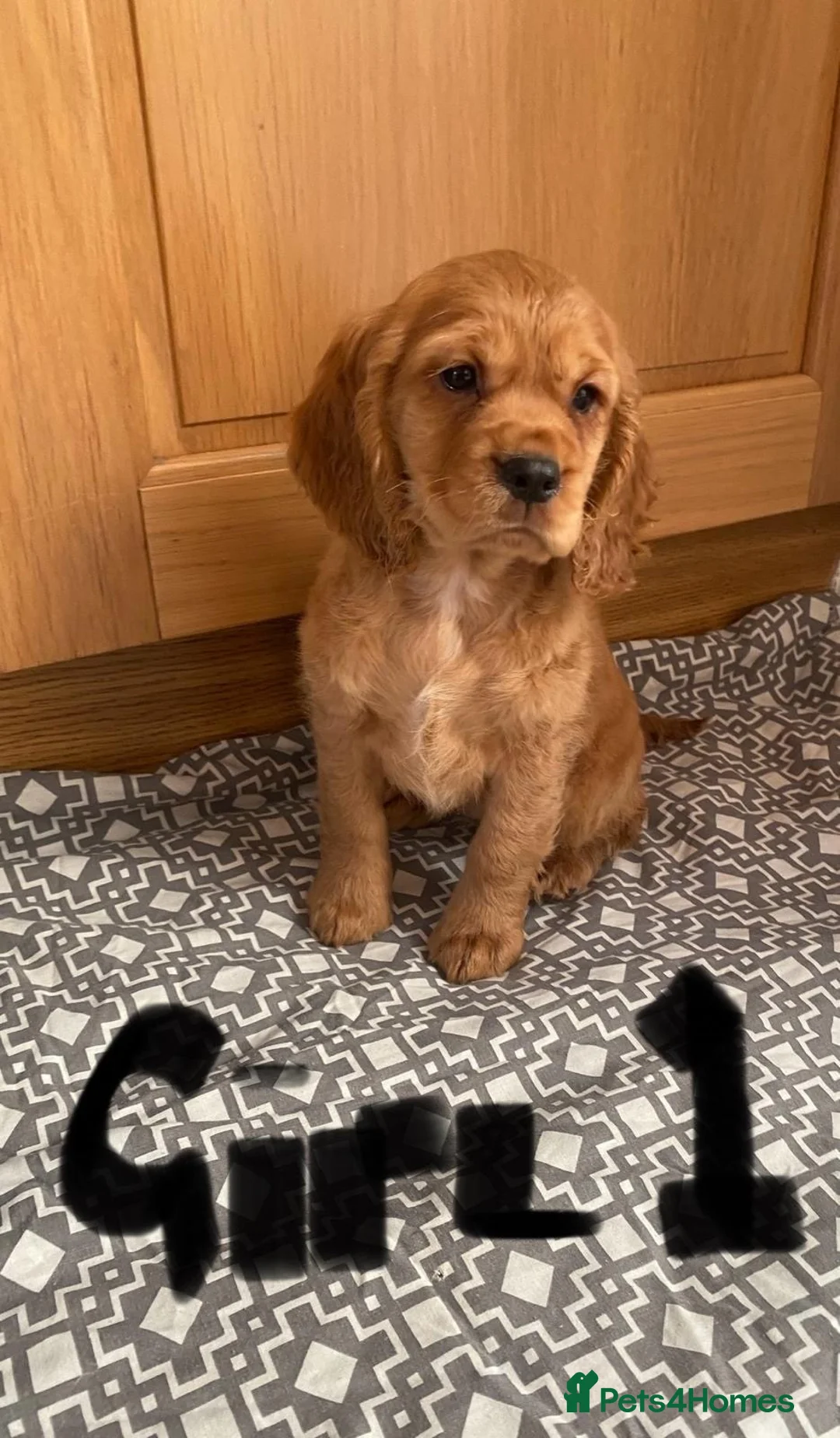 Cavapoo dogs for sale: F1 Cavapoo girls only 🦴🐾🌸🌸🌸🌸 - Advert 1