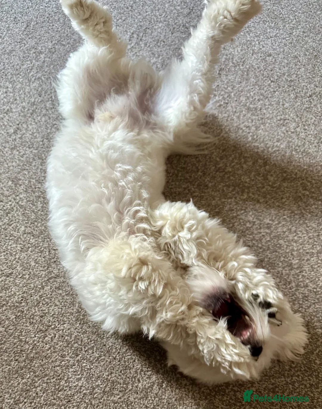 Maltese dogs for sale: Beautiful pure Maltese boy 9 months old, Loca in Chesterfield - Advert 8