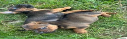 Patterdale Terrier dogs for sale: Patterdale puppies for sale - Advert 8