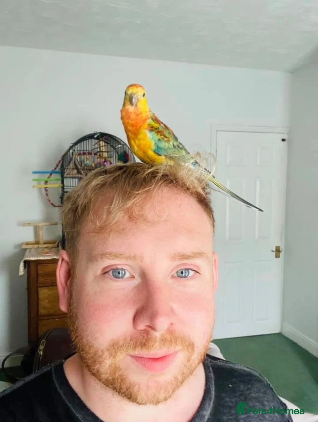 Parakeets birds for sale: Red rump parakeet in Wymondham - Advert 4