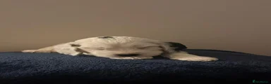 Cockapoo 1 