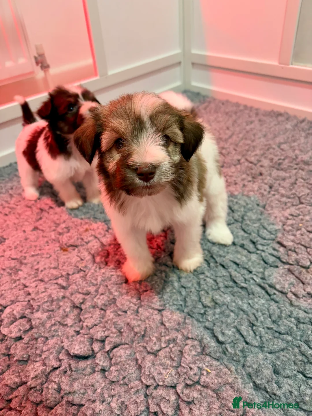 Miniature Schnauzer dogs for sale: SOLD KC Reg Miniature Schnauzers - Advert 17