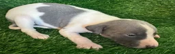 Whippet dogs for sale: ✨ EXCEPTIONAL PEDIGREE WHIPPETS  - Advert 29
