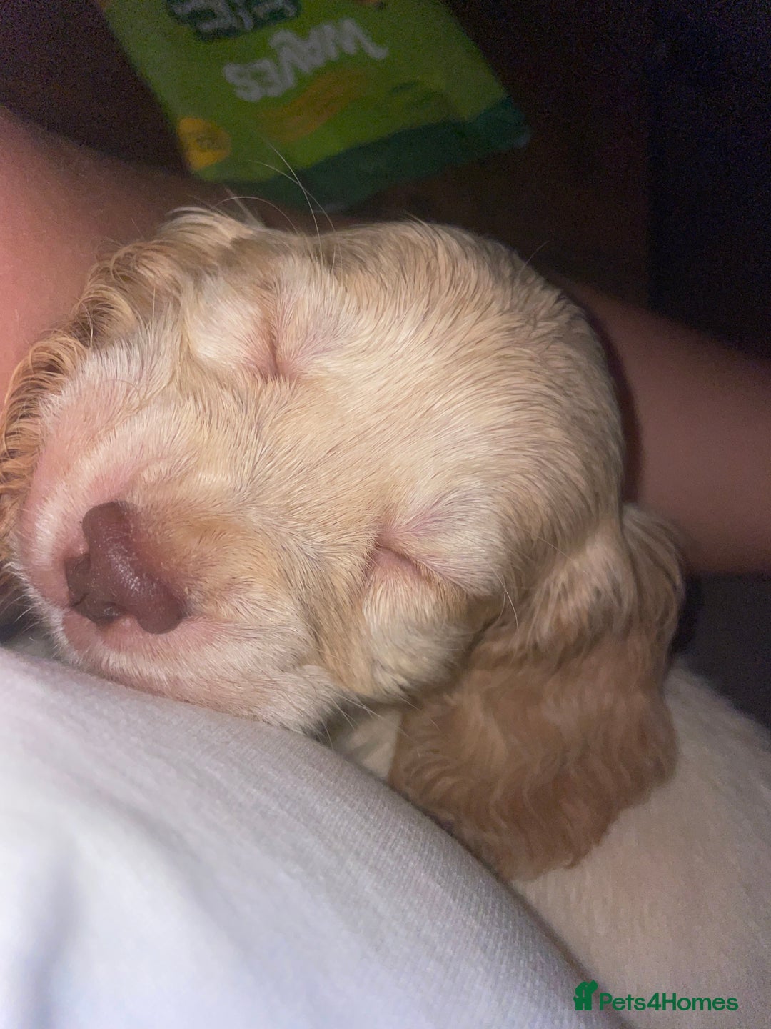 Cocker Spaniel dogs for sale: Cockerspaniel puppys Ready now!!! - Advert 8