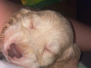 Cocker Spaniel dogs 1 Chocolate girl & 1 white roan boy - Advert 5