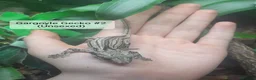 Gecko reptiles for sale:  Different Species of Geckos in Store - Advert 9