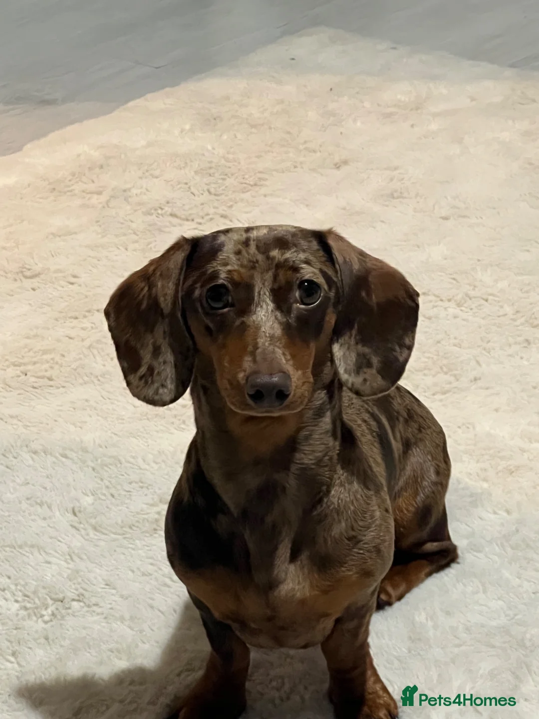 Miniature Dachshund dogs for sale: Miniature dachshund puppies  in Ashford - Advert 2
