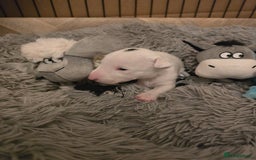 Miniature Bull terrier dogs for sale: Miniature Bull Terrier  - Image 5