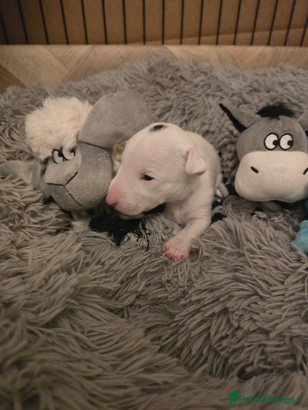 Miniature Bull terrier dogs for sale: Miniature Bull Terrier  - Image 5