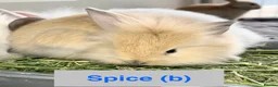 Lionhead rabbits for sale: Double Maned Lionheads Babies - Advert 20