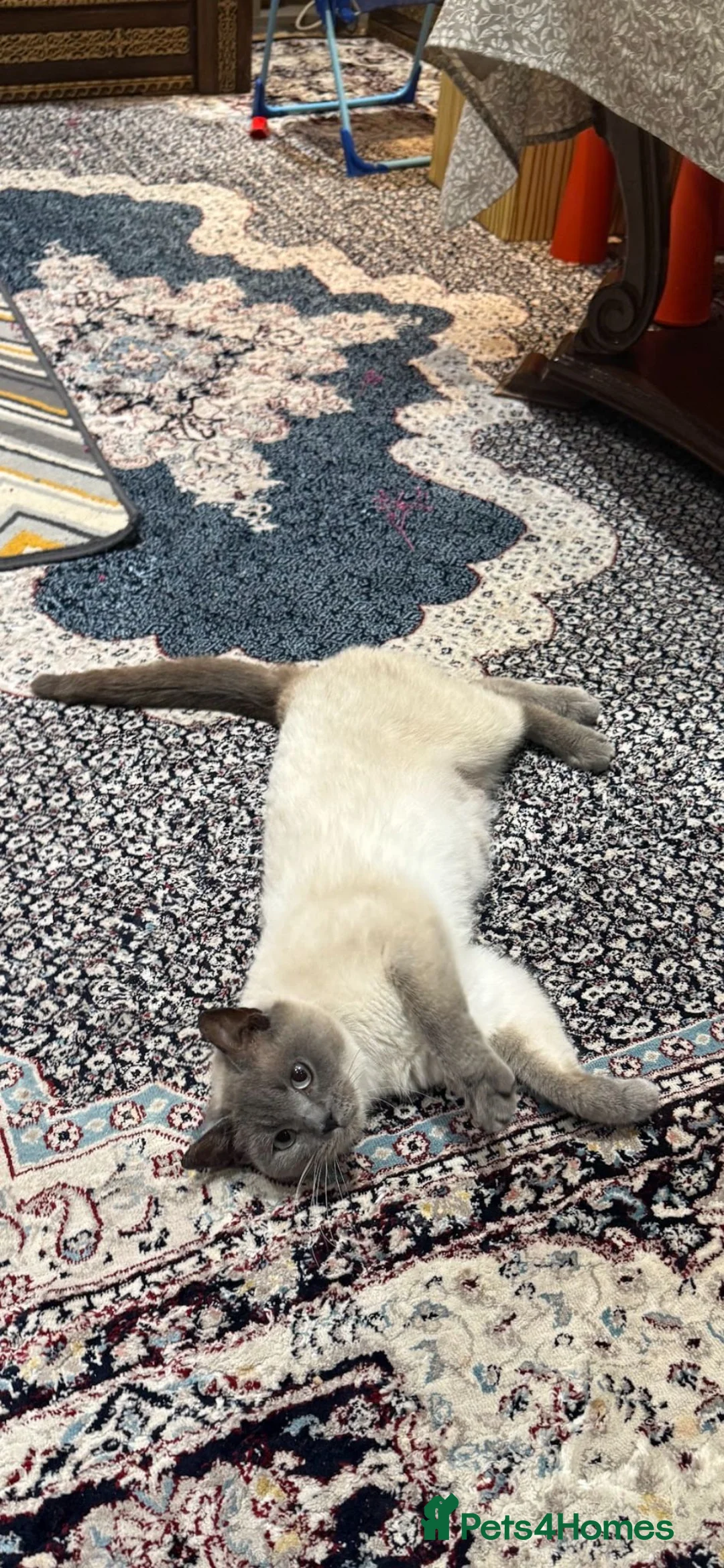 British Shorthair cats for sale: British short hair kitten  - Advert 2