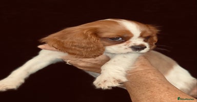 Cavalier King Charles Spaniel dogs - Advert 1