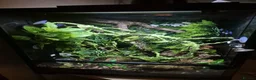 Gecko reptiles for sale: crested gecko for rehoming  in Leyland - Advert 4