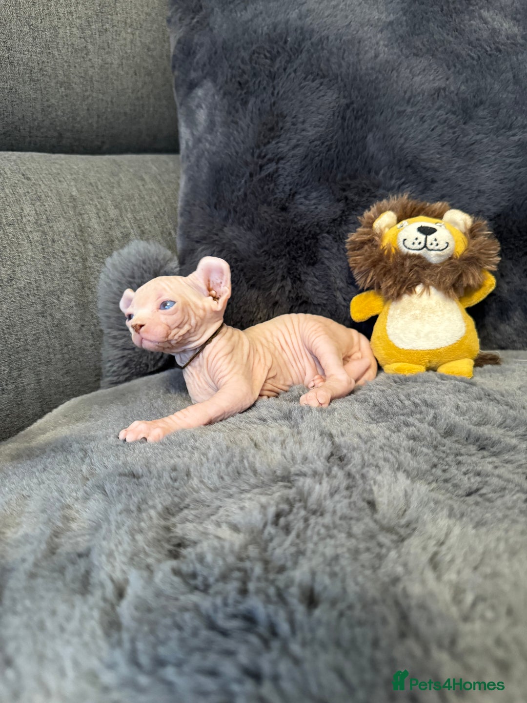 Sphynx cats for sale:  🔥Sphynx and Elf kittens 🔥 - Advert 27