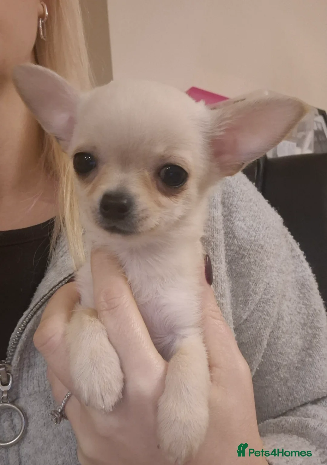 Chihuahua dogs for sale: Adorable KC registered Smoothcoat dog puppy - Advert 4