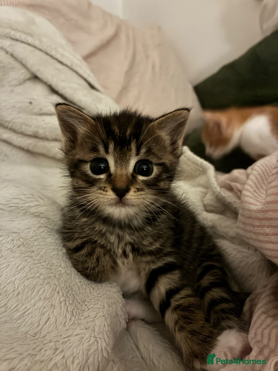 Mixed Breed cats for sale: Two female kittens (can be sold separately) in Salisbury - Advert 6