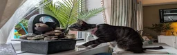 Mixed Breed cats for sale: Beautiful female cat  - Advert 3