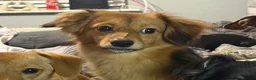 Pomeranian dogs for sale: Pomeranian and sons for rehoming. CAN SEPARATE. - Advert 5