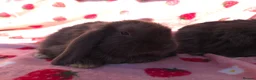 Mini Lop rabbits for sale: Very tame Choc Mini lop ☆last 2 boys - Advert 16